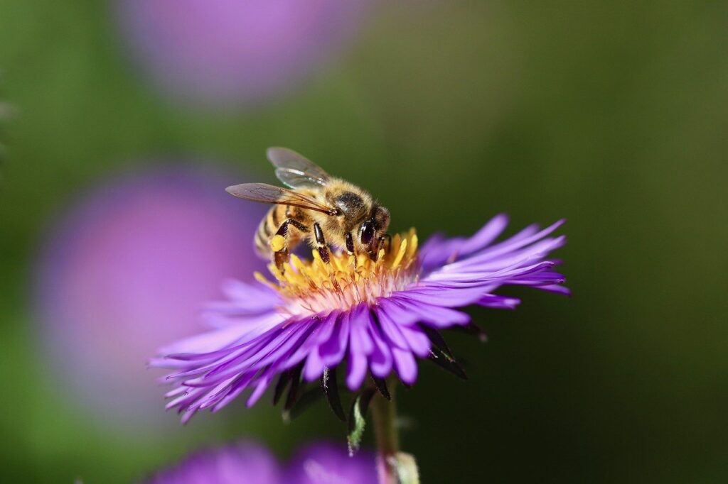Emócionálno - vibračné prepojenie s esenciálnymi olejmi 2 honey bee 8233430 1280