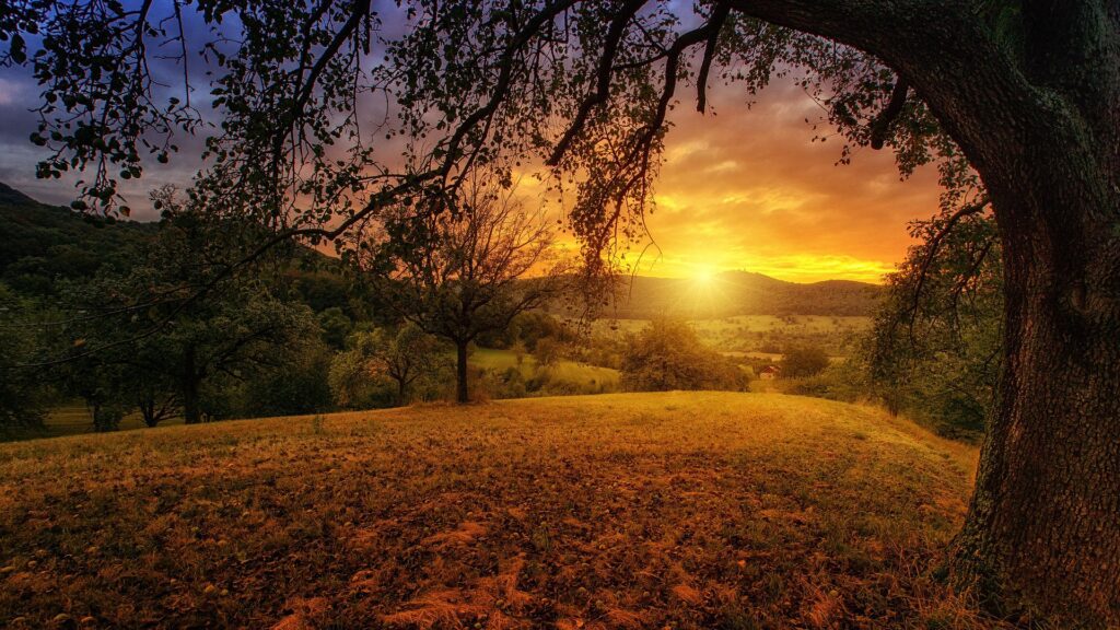 Večerné relaxačné rituály s esenciálnymi olejmi 2 nature 3125912 1920 1