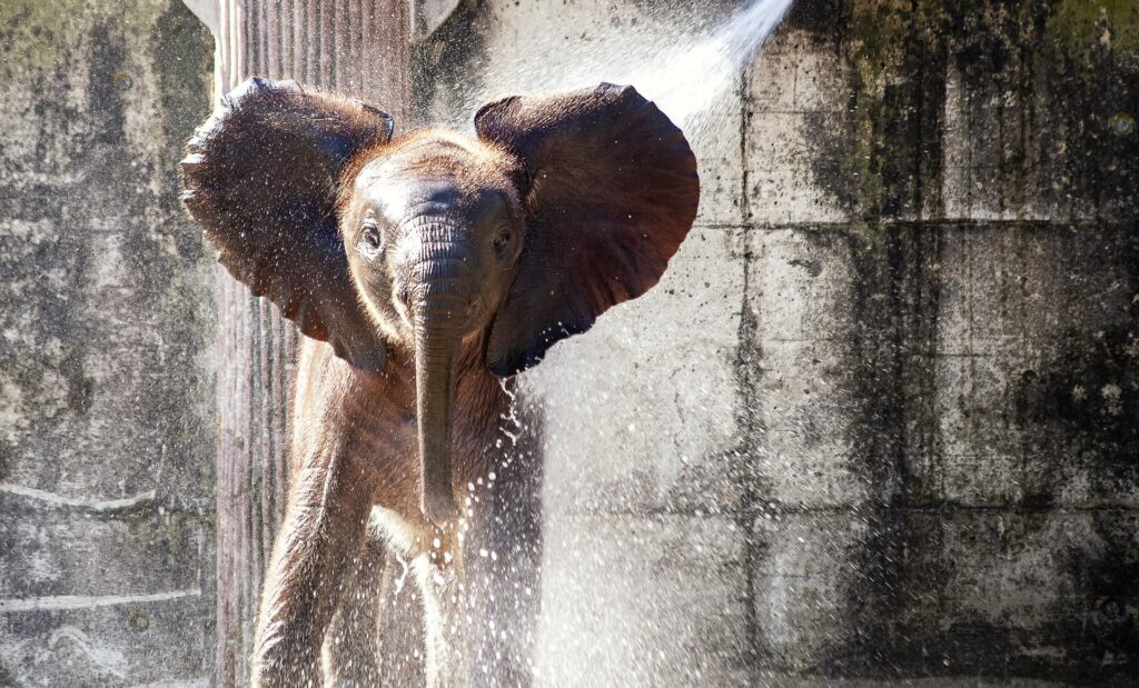 Ako používať esenciálne oleje pri domácich zvieratách? 4 elephant 4474027 1920